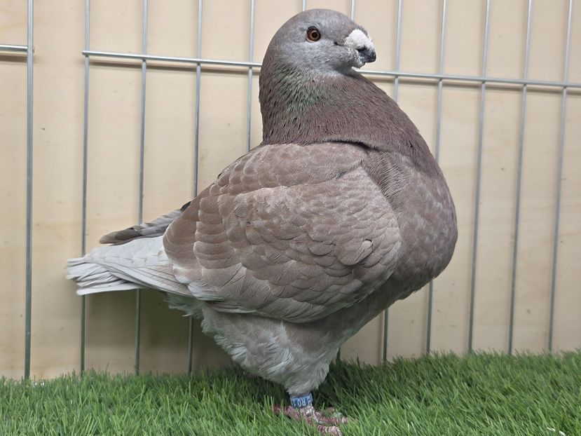 MASCUL 2024 - 5118 - AGH DE VANZARE