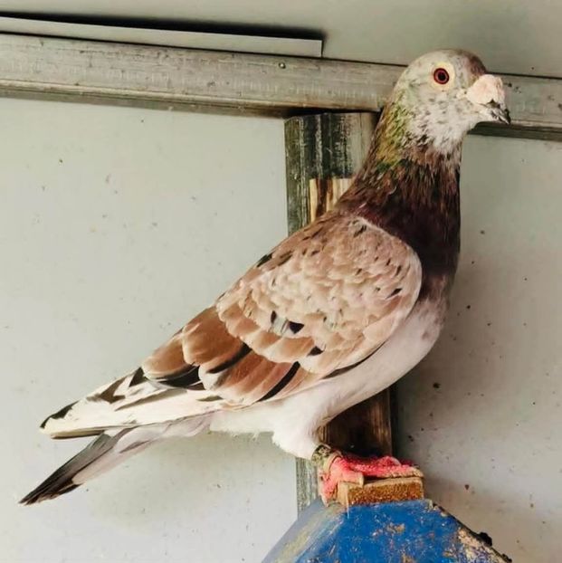  - Nu îmi aparțin 11