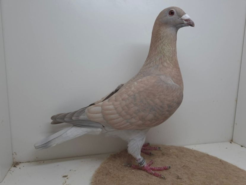  - Nu îmi aparțin 11