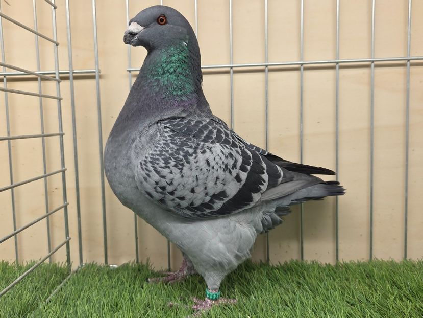 ????? 2025 - 13411 - REZERVE 2026