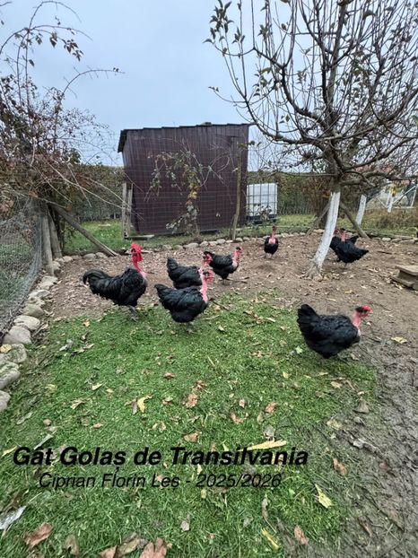  - GAT GOLAS DE TRANSILVANIA