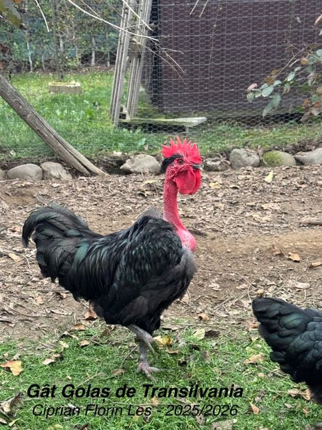  - GAT GOLAS DE TRANSILVANIA