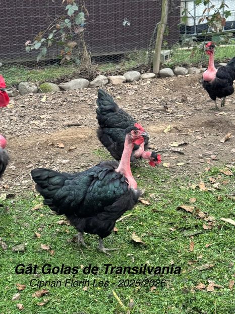  - GAT GOLAS DE TRANSILVANIA