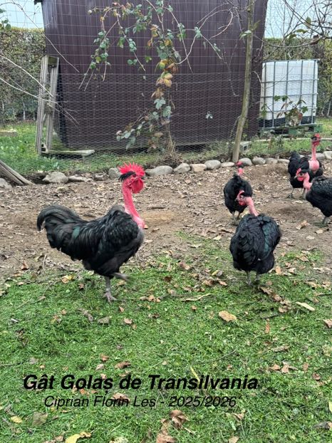  - GAT GOLAS DE TRANSILVANIA