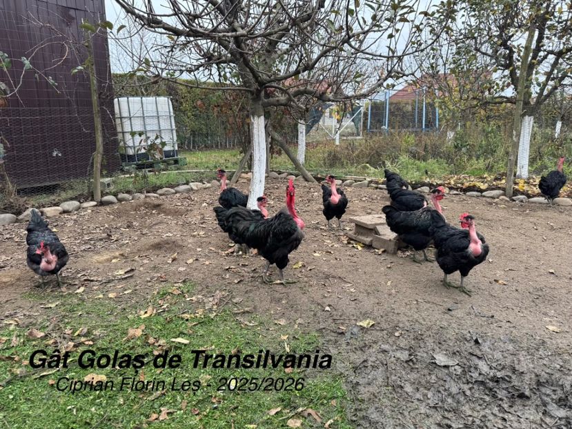  - GAT GOLAS DE TRANSILVANIA