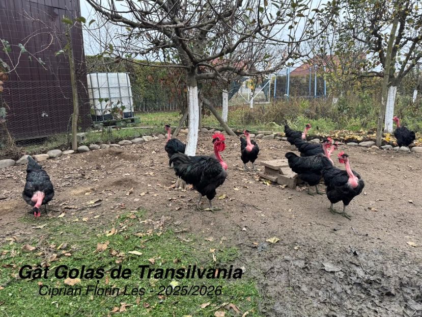  - GAT GOLAS DE TRANSILVANIA