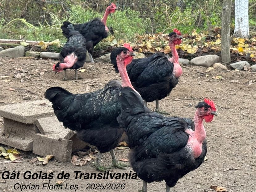  - GAT GOLAS DE TRANSILVANIA