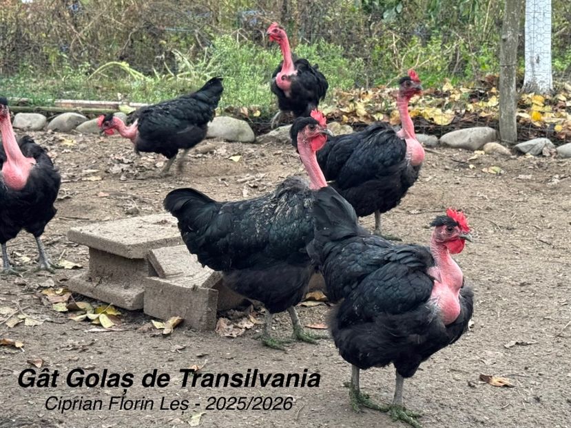  - GAT GOLAS DE TRANSILVANIA