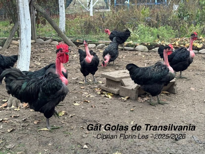  - GAT GOLAS DE TRANSILVANIA