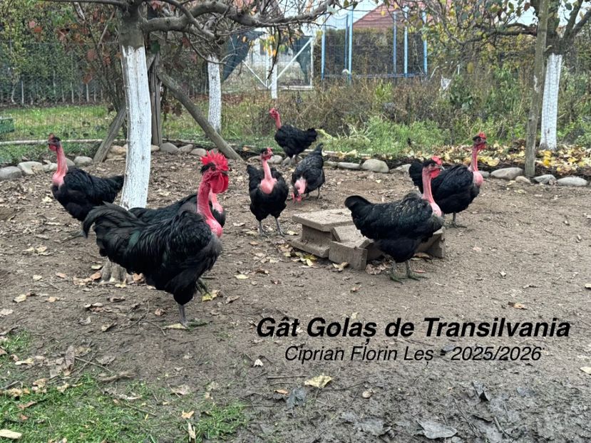  - GAT GOLAS DE TRANSILVANIA