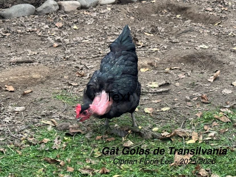  - GAT GOLAS DE TRANSILVANIA