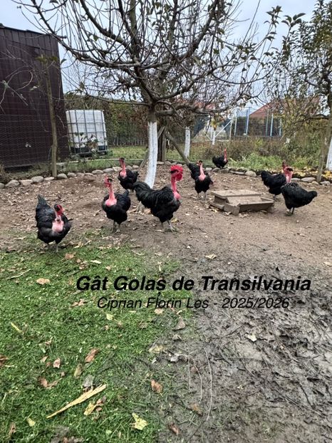  - GAT GOLAS DE TRANSILVANIA
