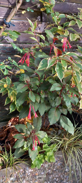  - 2025 - 03 - Toamna