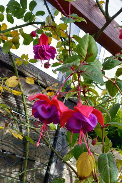  - 2025 - 03 - Toamna