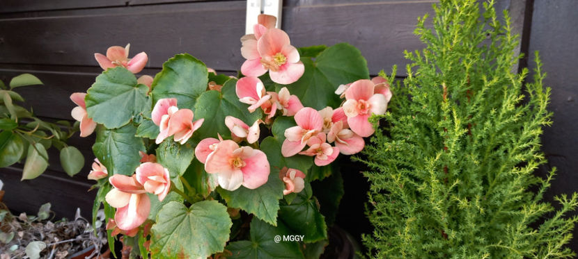  - 2025 - 03 - Toamna