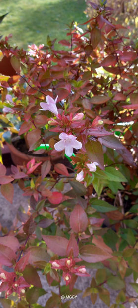  - 2025 - 03 - Toamna