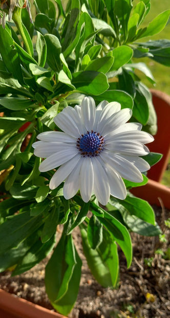  - 2025 - 03 - Toamna