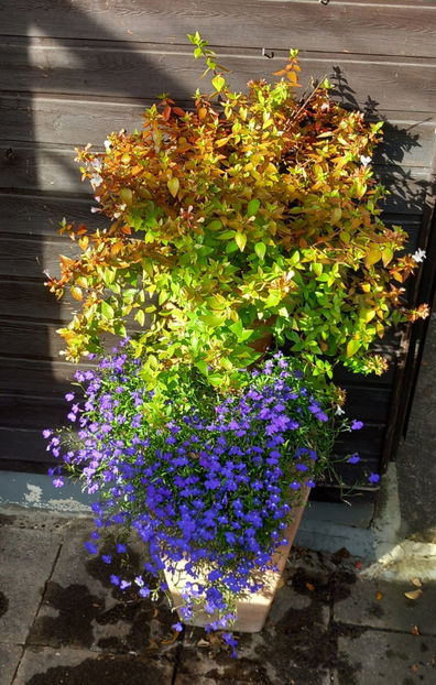  - 2025 - 03 - Toamna