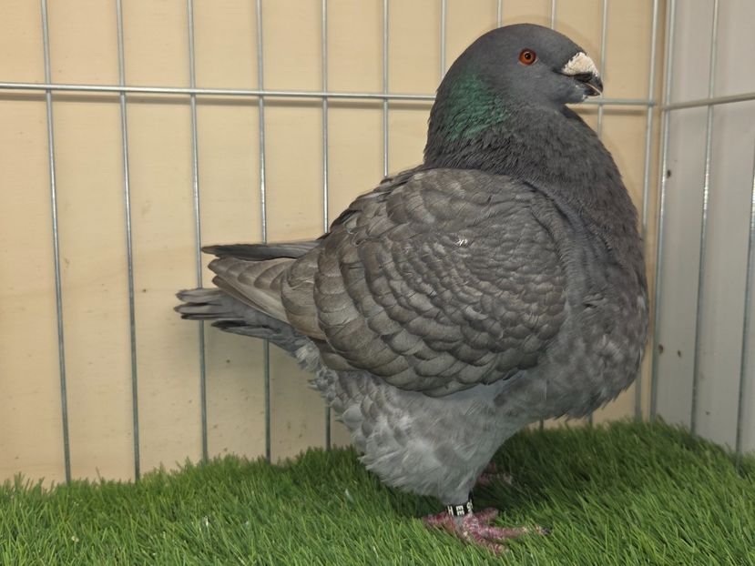 FEMELĂ 2022 - 21355 - MATCA FEMELE AGH 2026