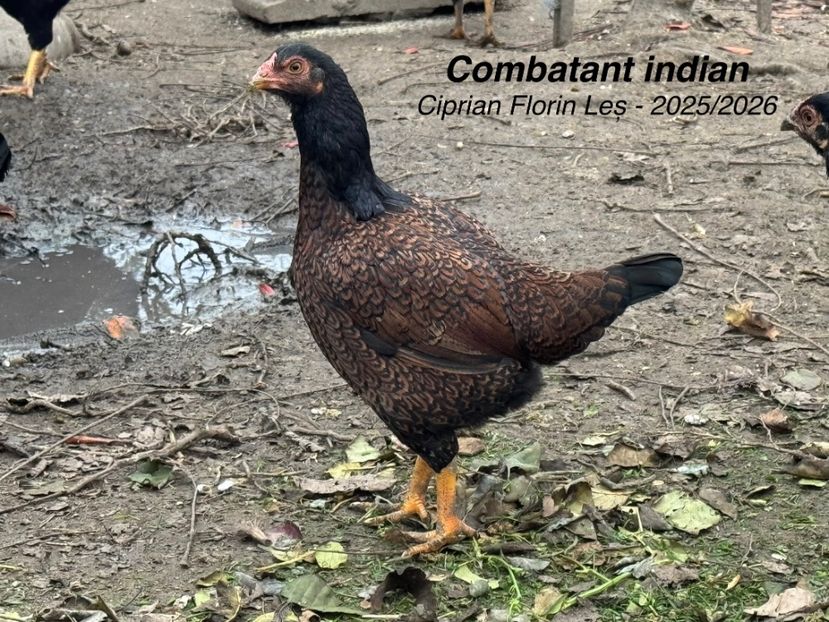  - COMBATANT INDIAN