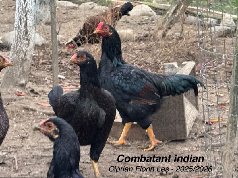  - COMBATANT INDIAN