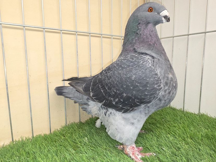 FEMELĂ 2020 - 6158 - MATCA FEMELE AGH 2026