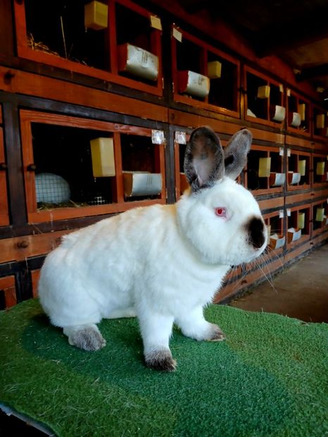  - A-IEPURI CALIFORNIAN B