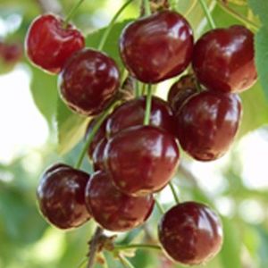 visin romanesc - aaPlante fructifere disponibile