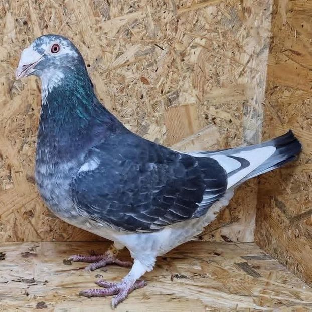  - Nu îmi aparțin 11