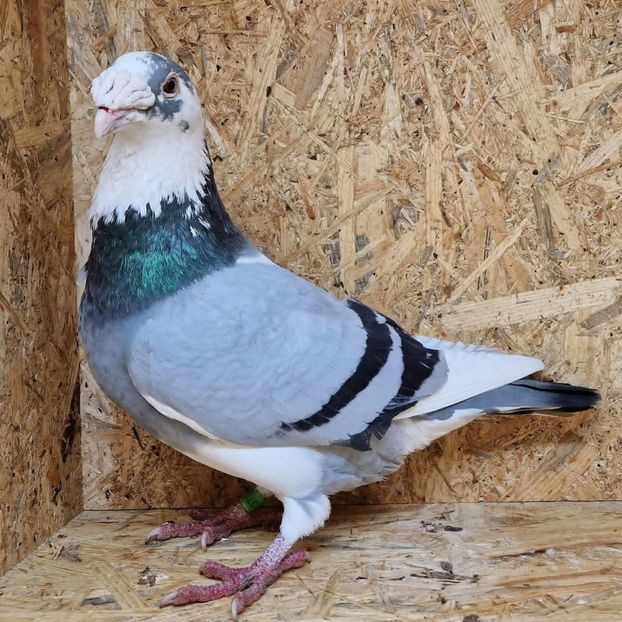  - Nu îmi aparțin 11