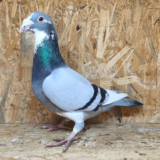  - Nu îmi aparțin 11