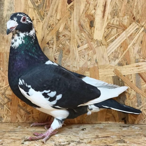  - Nu îmi aparțin 11