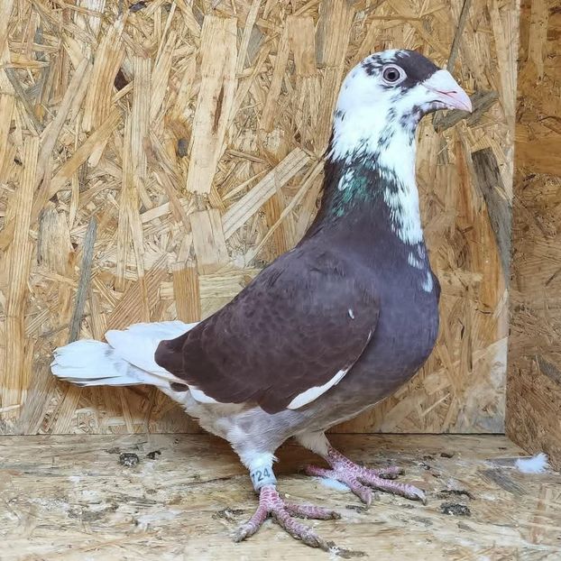  - Nu îmi aparțin 11