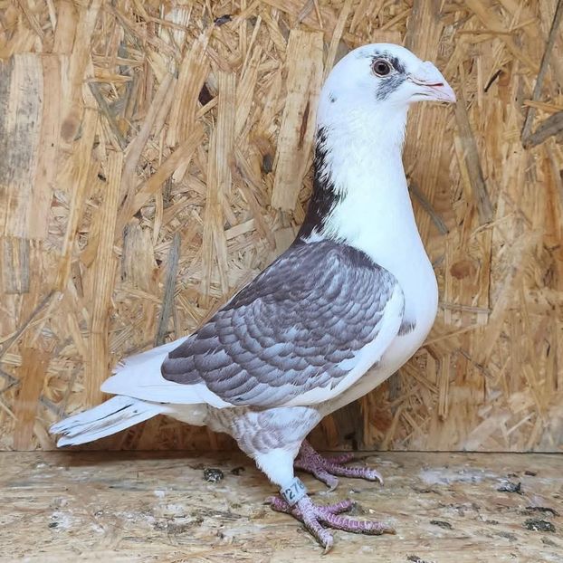  - Nu îmi aparțin 11