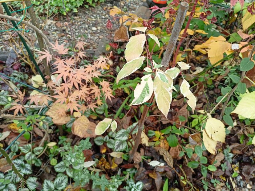 15.11.2025 - Grădina 2025 continuare 6