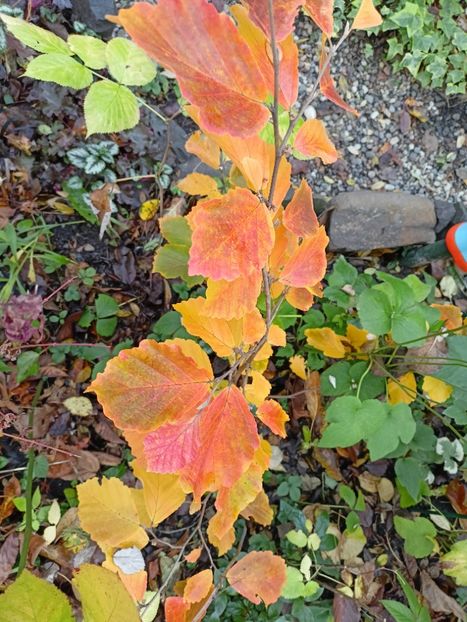  - Grădina 2025 continuare 6