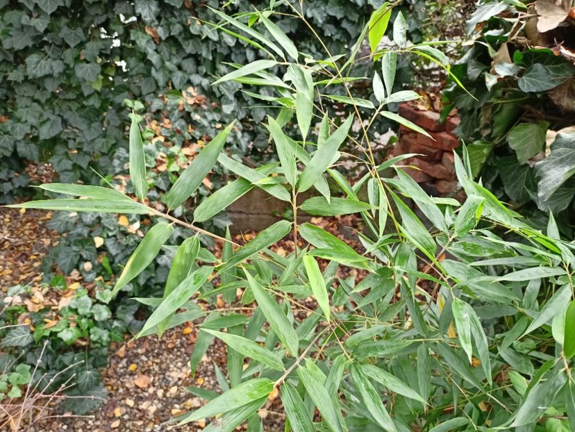  - Grădina 2025 continuare 6