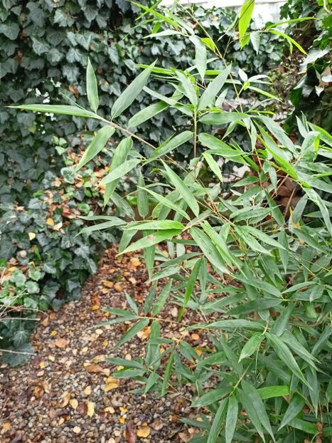  - Grădina 2025 continuare 6