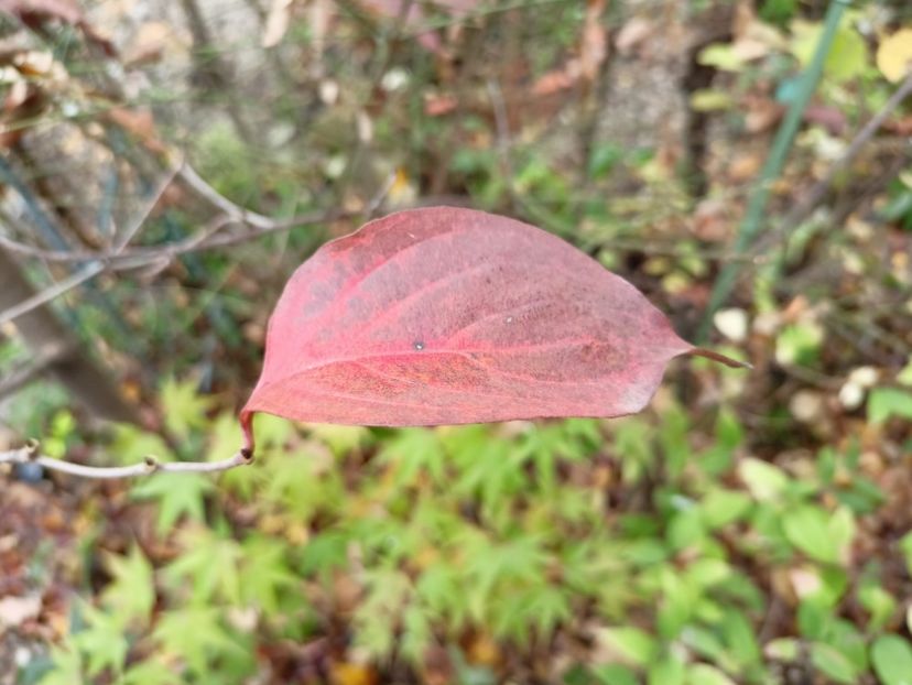 Cornus chinensis - Grădina 2025 continuare 6