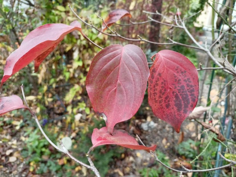  - Grădina 2025 continuare 6