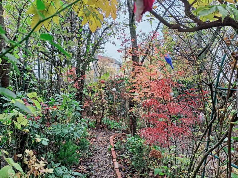  - Grădina 2025 continuare 6