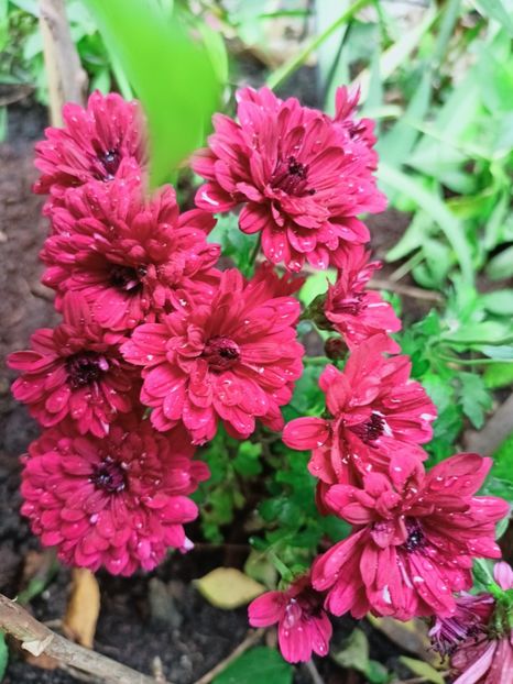  - Grădina 2025 continuare 6