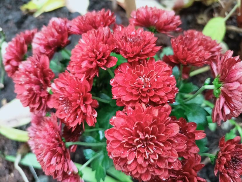  - Grădina 2025 continuare 6