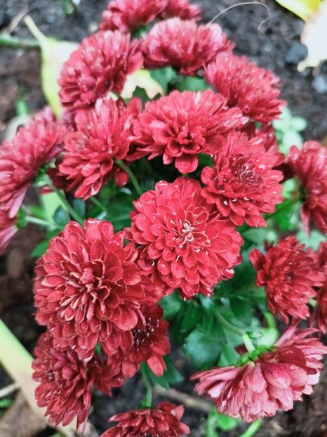  - Grădina 2025 continuare 6