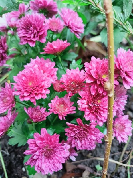  - Grădina 2025 continuare 6