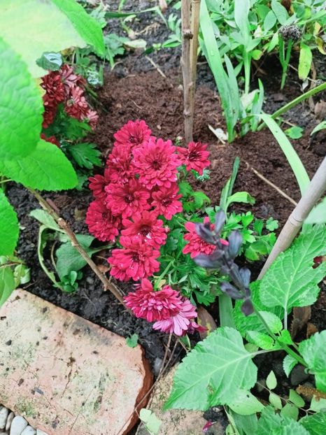  - Grădina 2025 continuare 6