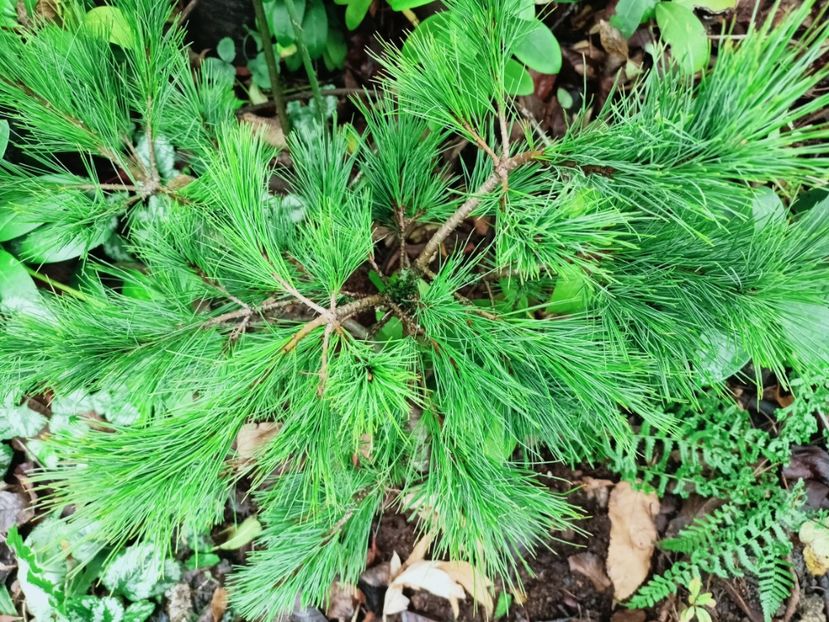  - Grădina 2025 continuare 6