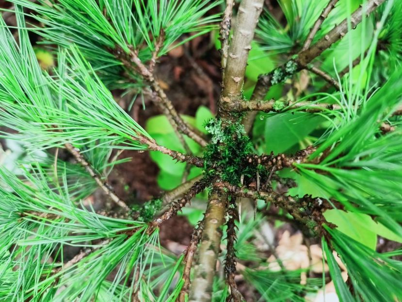  - Grădina 2025 continuare 6