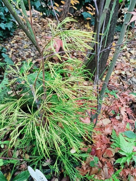  - Grădina 2025 continuare 6