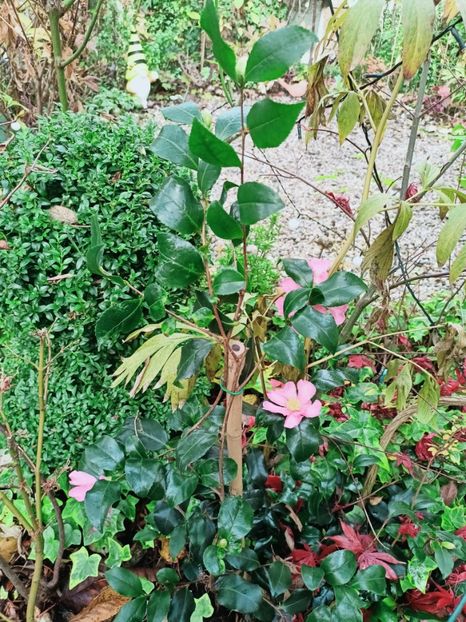  - Grădina 2025 continuare 6